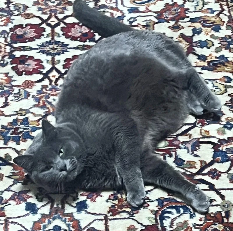 An adult medium-sized female Domestic Short Hair cat named Gigi Offered for adoption in Hillsboro, OR