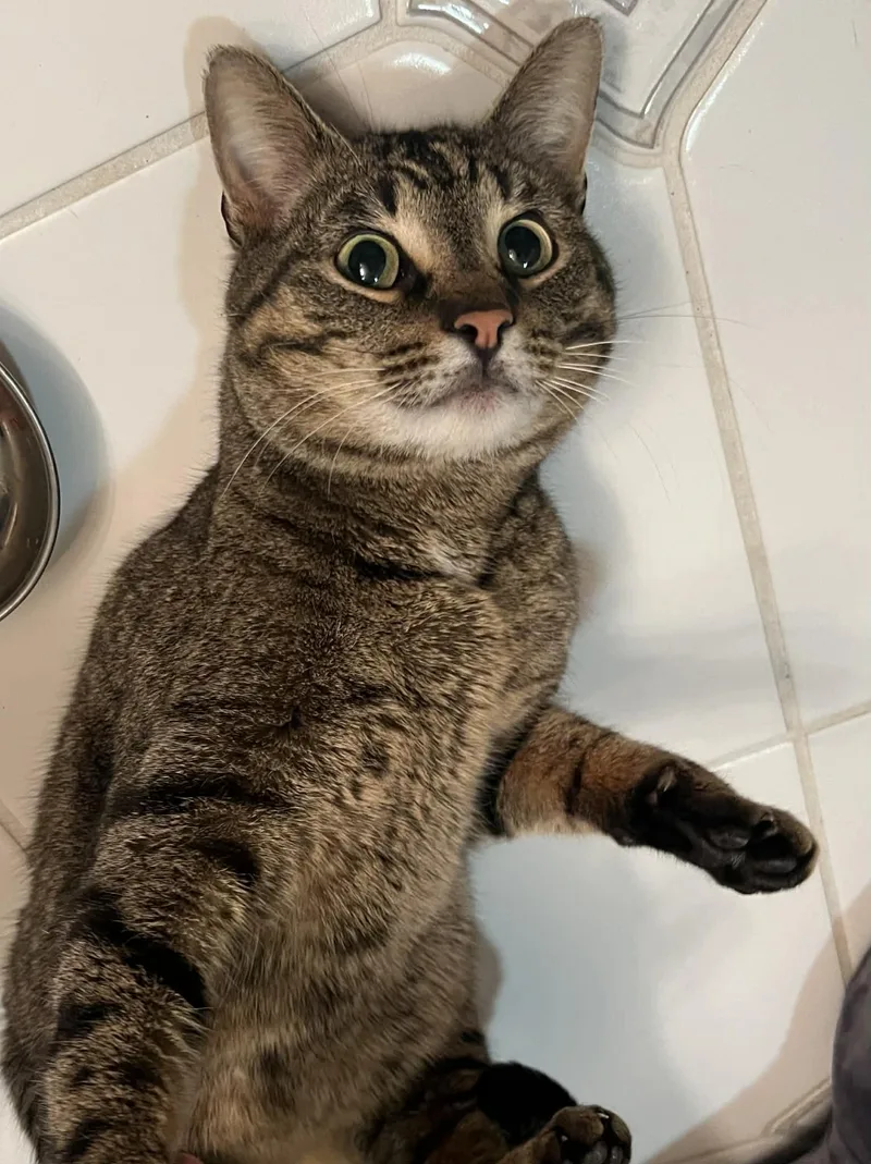 Crab Rangoon thumbnail 2