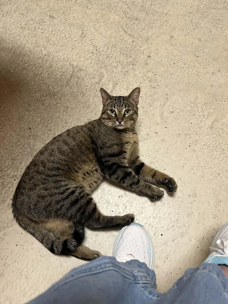 Crab Rangoon thumbnail 3