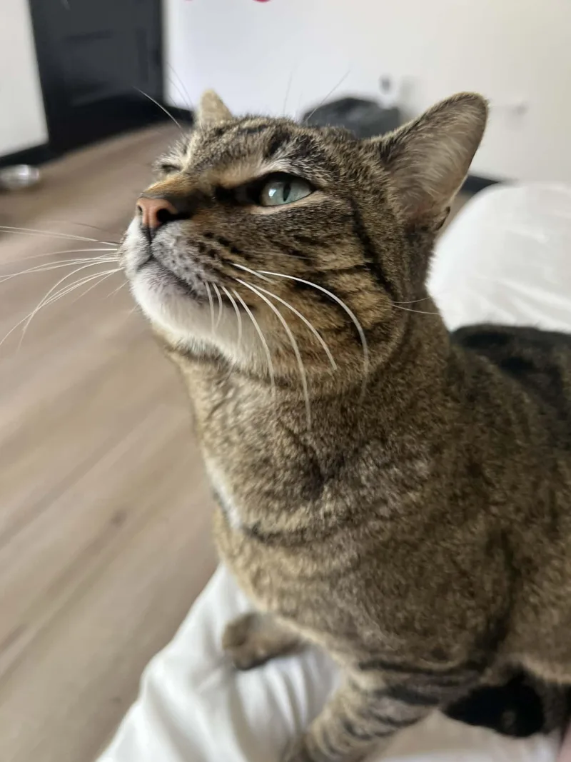 Crab Rangoon thumbnail 4