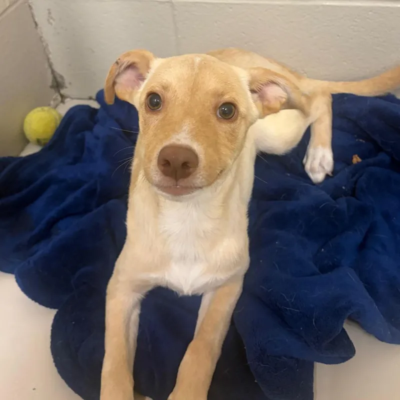A young small-sized female White / Cream Mixed Breed dog named Sky for adoption in Milton, FL