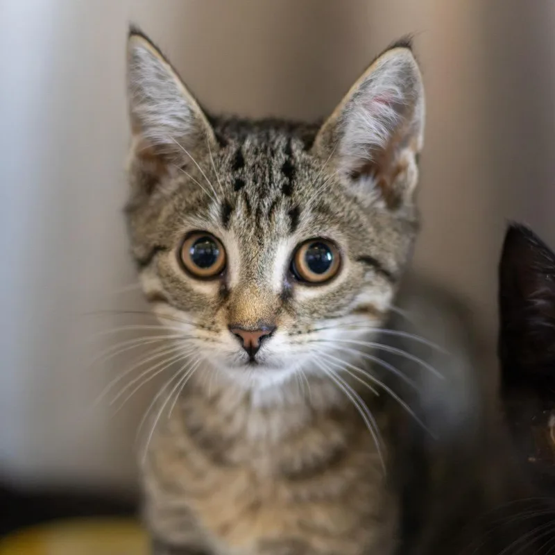 A baby small-sized male Domestic Short Hair cat named Ian for adoption in Wilmington, DE