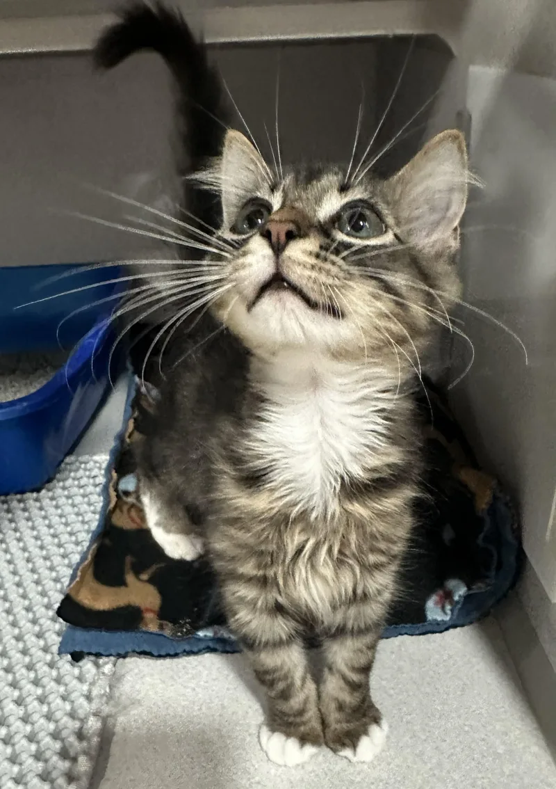 A young small-sized male Tabby (Brown / Chocolate) Domestic Short Hair cat named Stoney for adoption in Webster City, IA