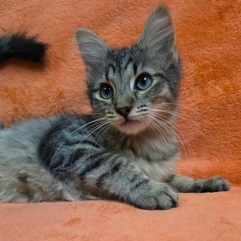 A baby medium-sized female Domestic Medium Hair cat named Lisa for adoption in Graham, WA