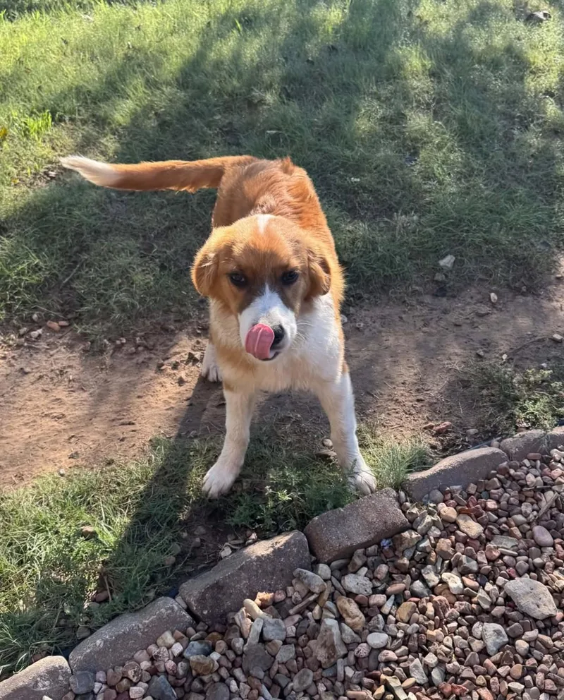 A baby large-sized female Brown / Chocolate Great Pyrenees dog named Doris for adoption in Kiowa, OK