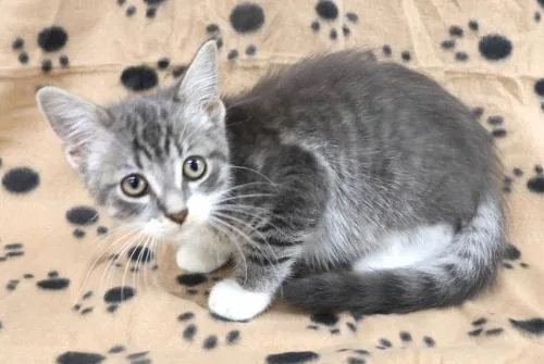 A young medium-sized male Domestic Medium Hair cat named Crouton for adoption in Thief River Falls, MN