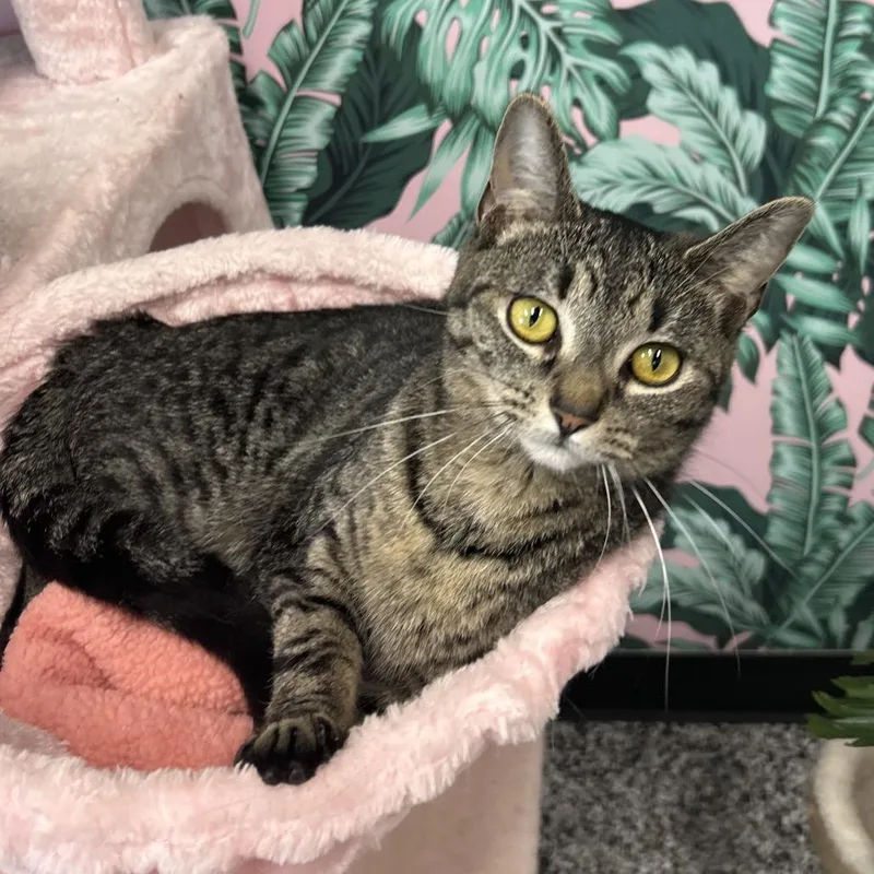 An adult medium-sized female Tabby (Brown / Chocolate) Domestic Short Hair cat named Kitkat for adoption in Cortland, OH
