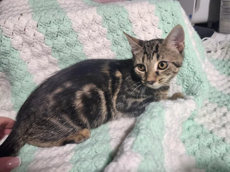 A baby small-sized female Domestic Short Hair cat named Bexley for adoption in East Brunswick, NJ
