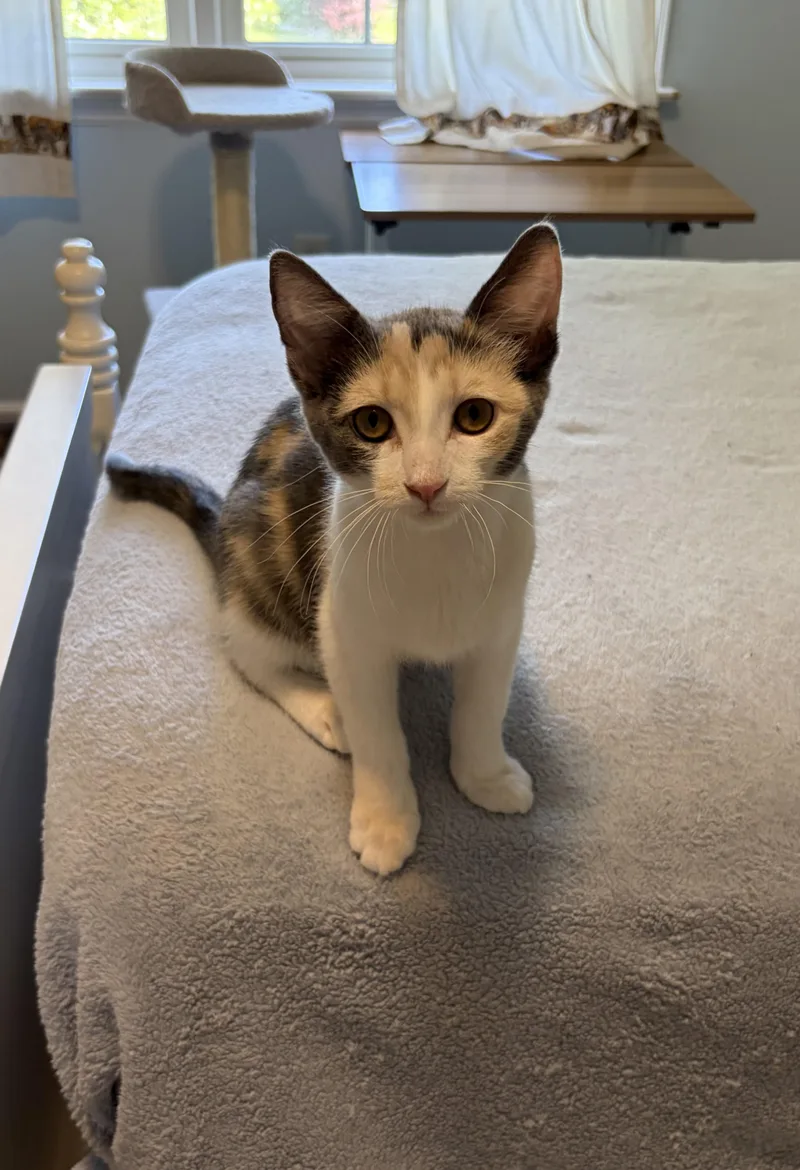 A baby medium-sized female Dilute Calico cat named Liesl for adoption in Kenhorst, PA