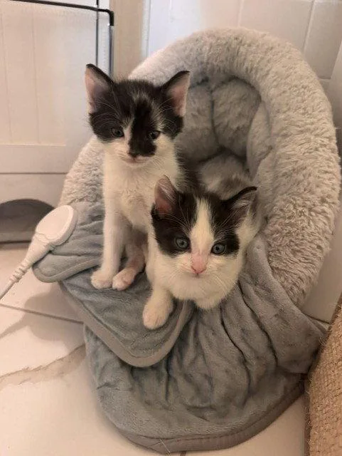 A baby medium-sized male Black & White / Tuxedo Domestic Short Hair cat named Salt and Pepper BONDED for adoption in Herndon, VA