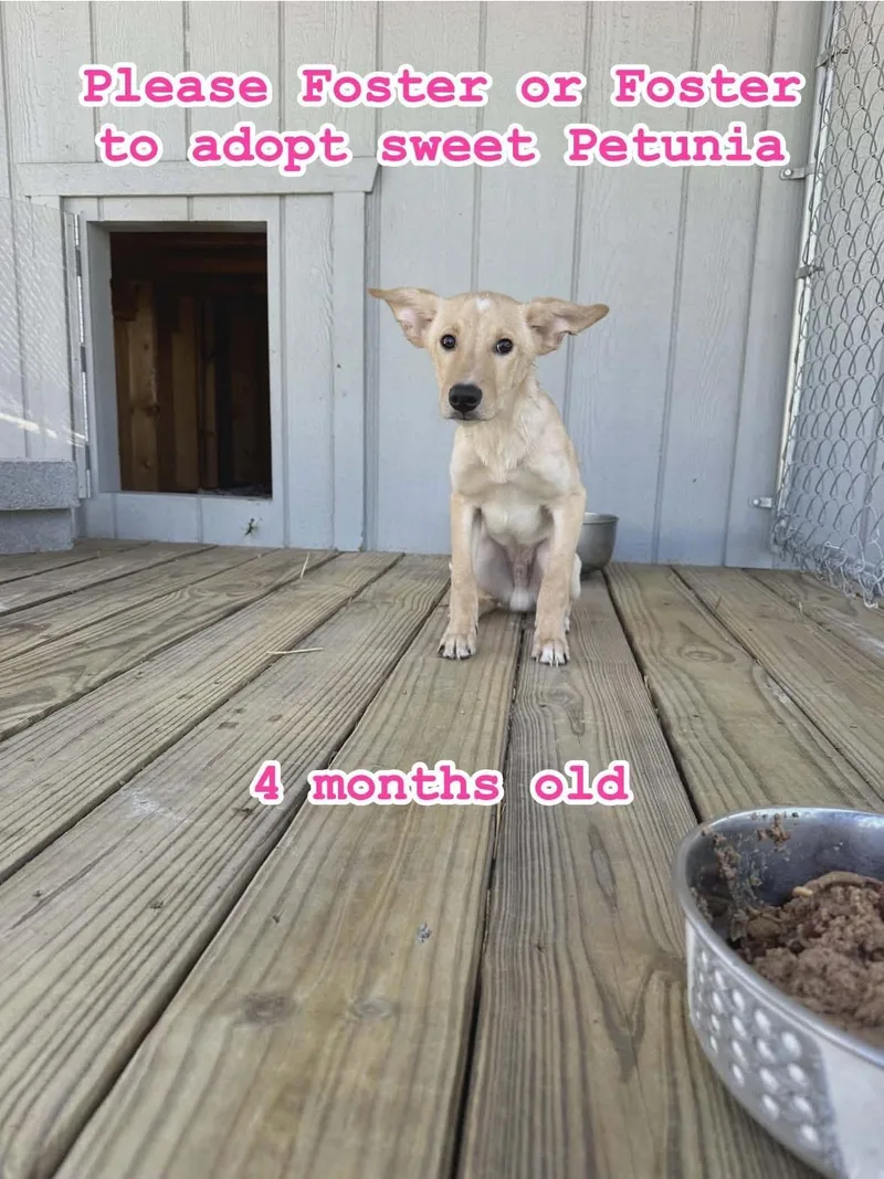 A baby medium-sized female Yellow / Tan / Blond / Fawn Labrador Retriever dog named Petunia for adoption in Woodbury, NJ