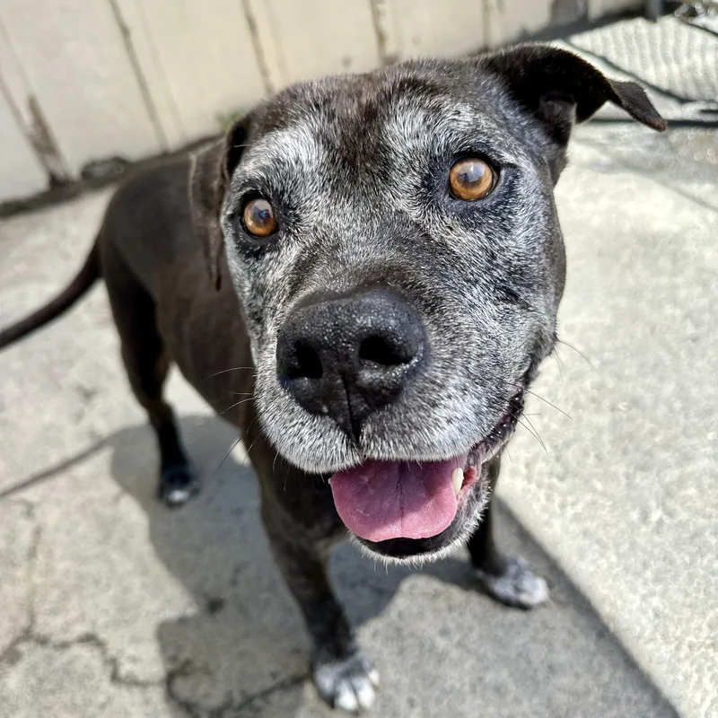 A senior medium-sized male Black Pit Bull Terrier dog named Ivan for adoption in Sonora, CA