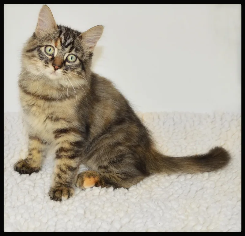 A baby medium-sized female Torbie cat named Arwen for adoption in San Andreas, CA
