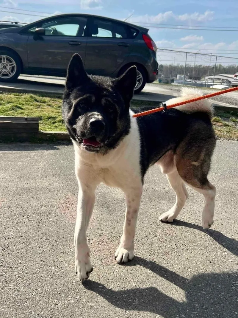 An adult large-sized male Akita dog named Adonis for adoption in Jacksonville, FL