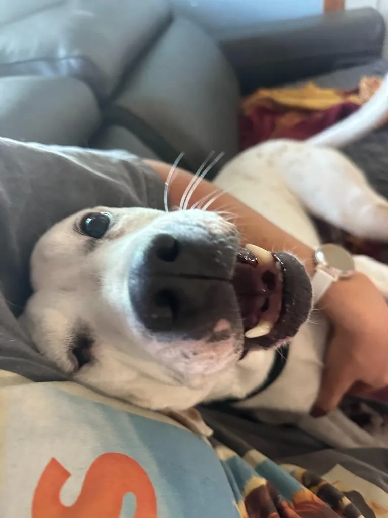 An adult large-sized female Pit Bull Terrier dog named Snow for adoption in Salt Lake City, UT
