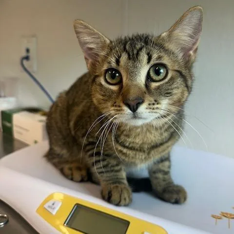 A baby medium-sized male Brown / Chocolate Domestic Medium Hair cat named Sparrow for adoption in Clearwater, FL