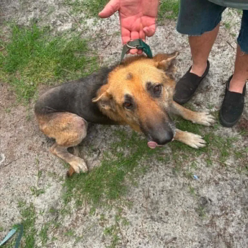 An adult medium-sized male Black German Shepherd Dog dog named King for adoption in Hinesville, GA