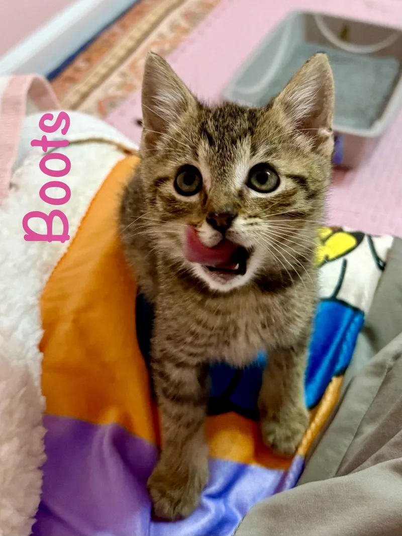 A baby medium-sized female Domestic Short Hair cat named Boots for adoption in Reston, VA
