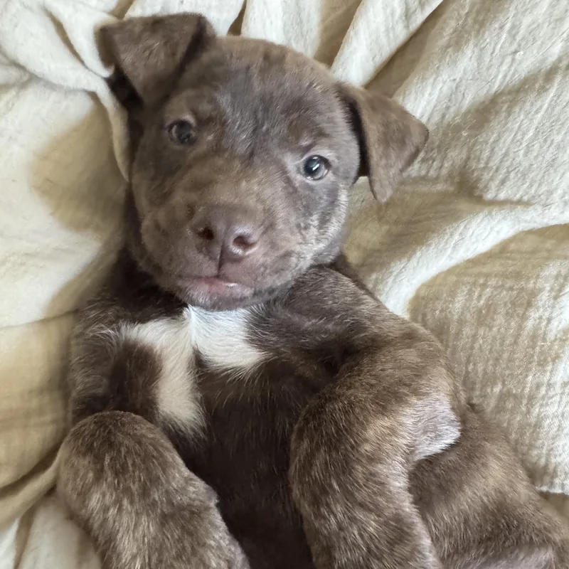 Hershey! thumbnail 2