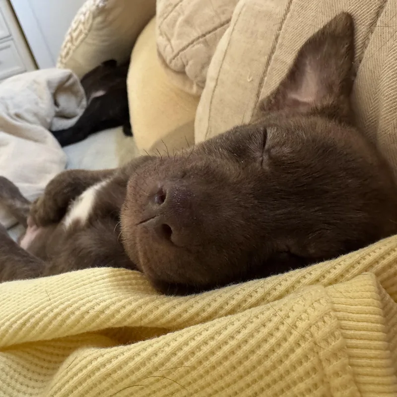 Hershey! thumbnail 3