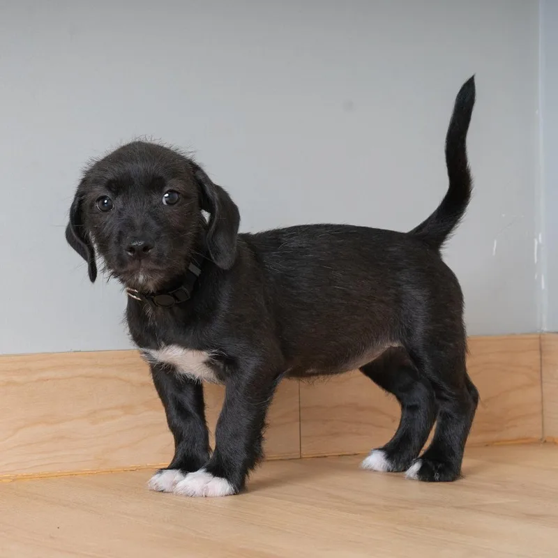 A baby small-sized female Black Dachshund dog named Kraut D for adoption in Minnetonka, MN