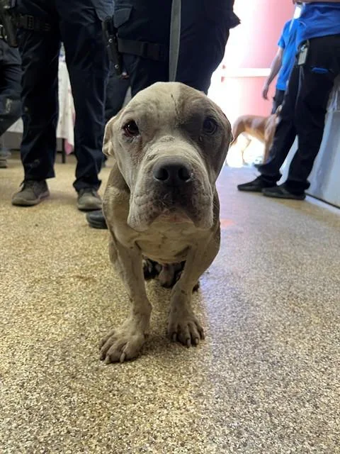 An adult medium-sized male Pit Bull Terrier dog named Milo for adoption in Thousand Palms, CA