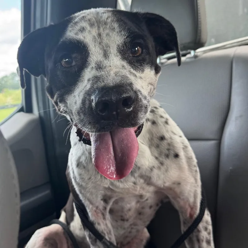 An adult medium-sized male Mixed Breed dog named Norman for adoption in Lake Panasoffkee, FL