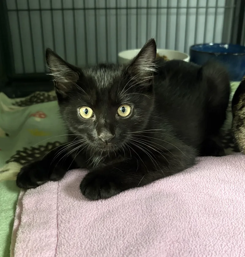 A baby medium-sized male Black Domestic Medium Hair cat named TsuNami for adoption in Columbus, OH
