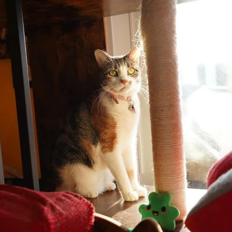 A senior large-sized female Brown / Chocolate Domestic Short Hair cat named Laney for adoption in Howard beach, NY