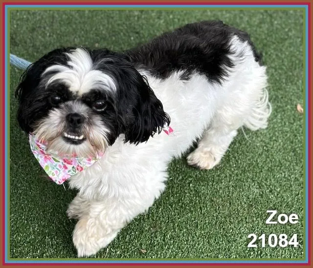 Zoe