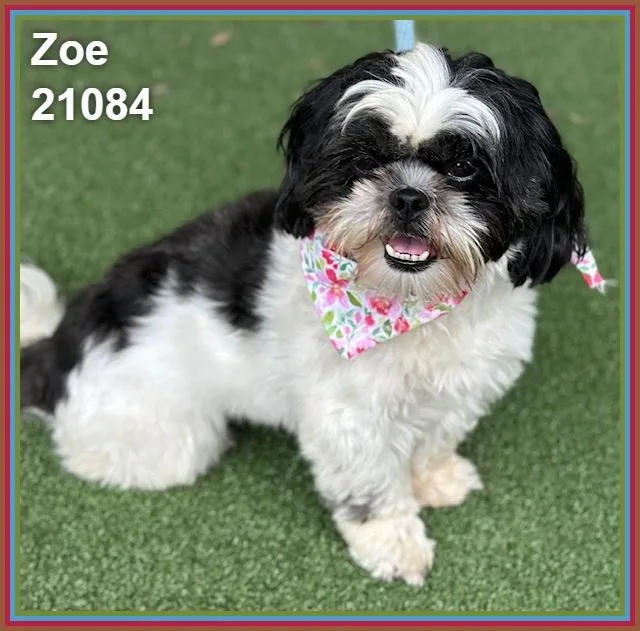 Zoe thumbnail 2