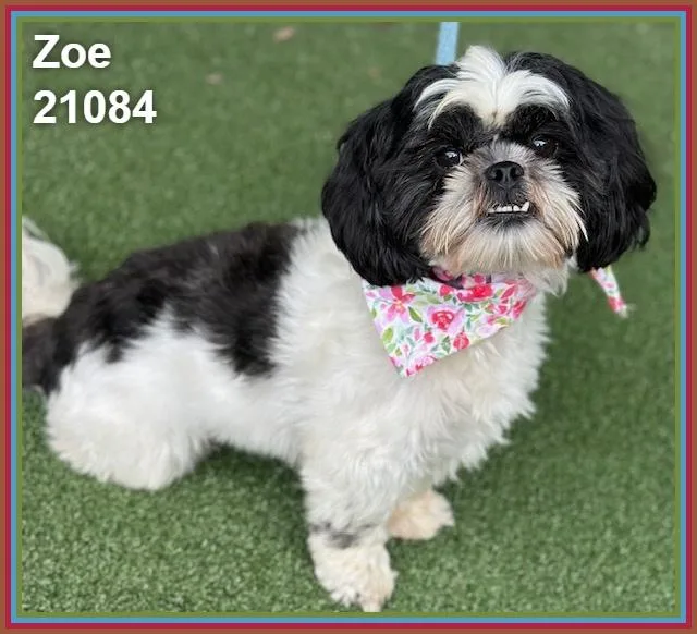 Zoe thumbnail 3