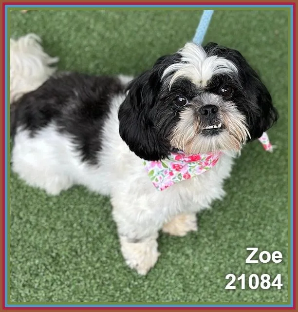Zoe thumbnail 5