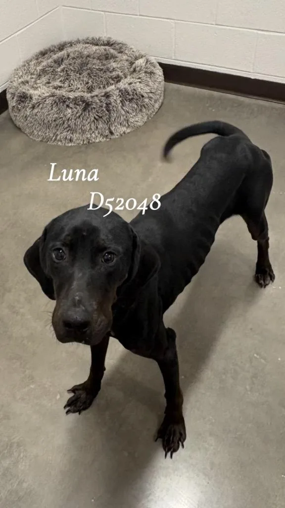 Luna