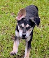 A baby medium-sized female Mixed Breed dog named Fuchsia for adoption in West Chester, PA