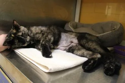 An adult medium-sized female Domestic Short Hair cat named Anabella for adoption in Kansas City, MO