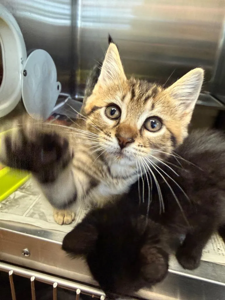 A baby small-sized male Domestic Short Hair cat named General Snuggums for adoption in Detroit, MI