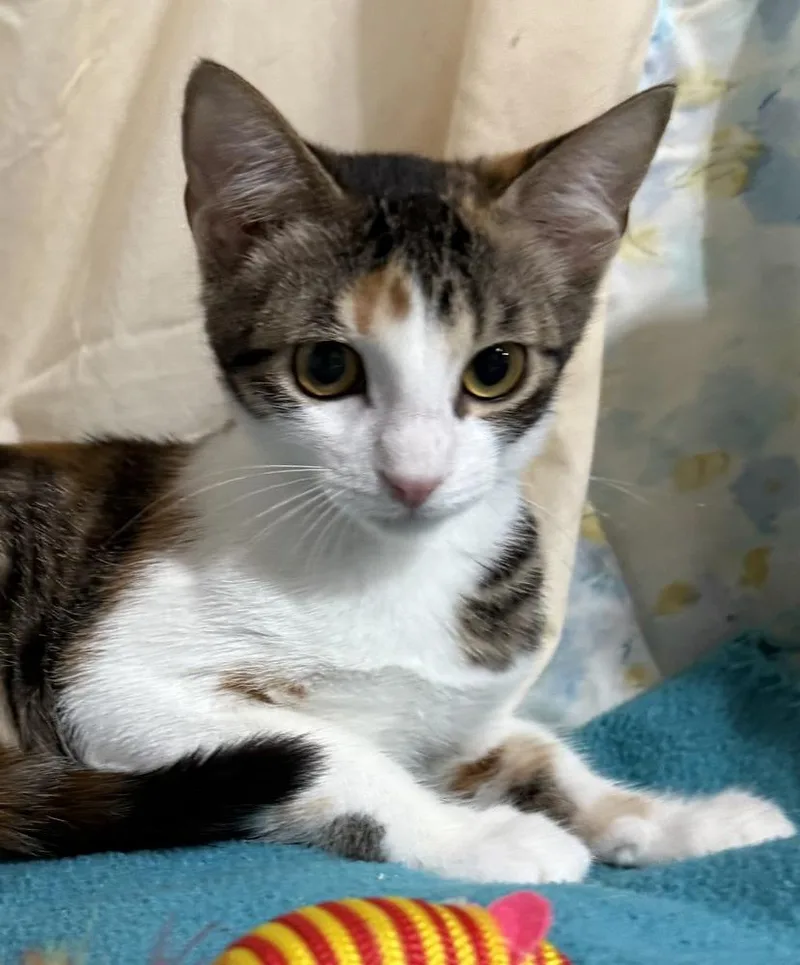 A baby small-sized female Domestic Short Hair cat named ChaCha for adoption in Jackson, GA
