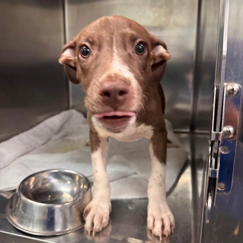 A baby small-sized male Brown / Chocolate Mixed Breed dog named Yogi for adoption in Vieques, PR