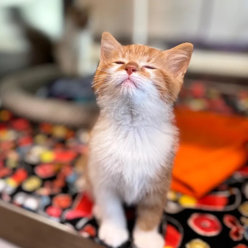 A baby small-sized female Orange / Red Domestic Short Hair cat named Dorito for adoption in Nashville, IN