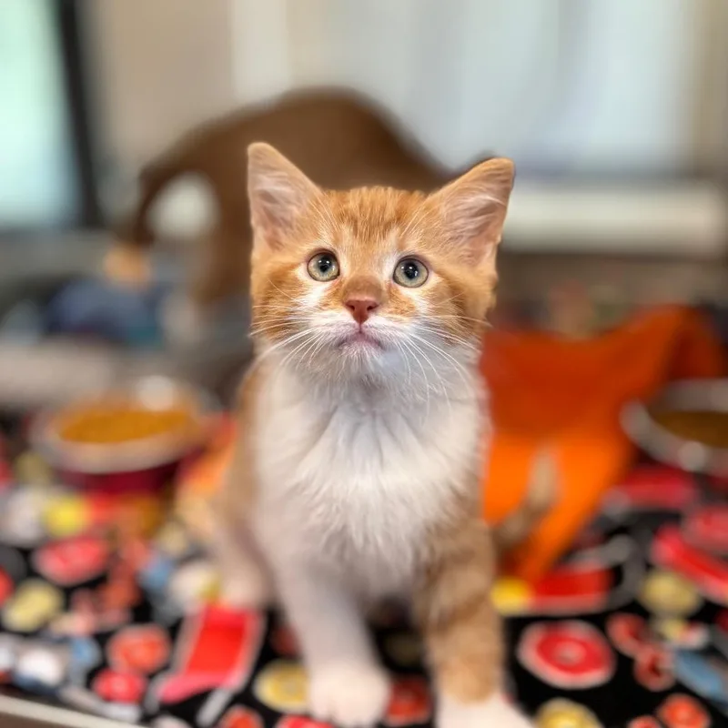 Dorito thumbnail 2