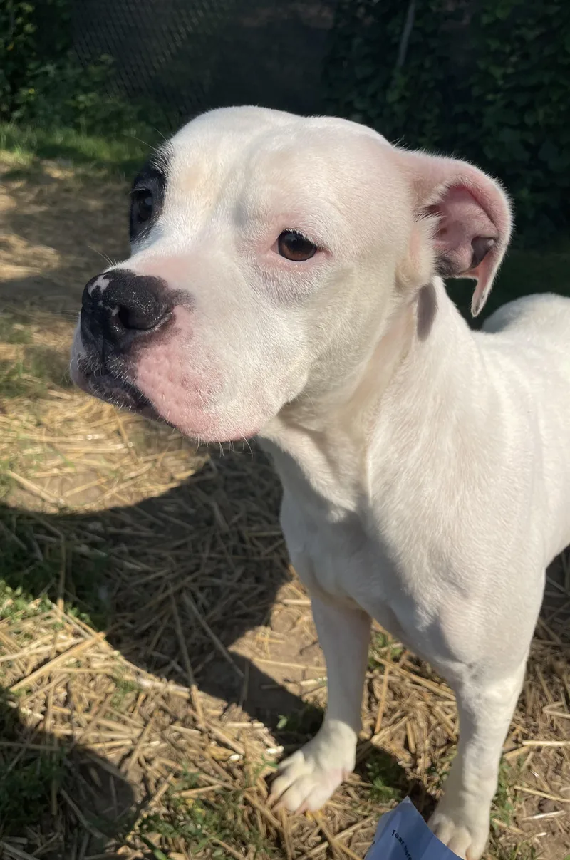 A young medium-sized female Black Mixed Breed dog named JuJu for adoption in Mishawaka, IN