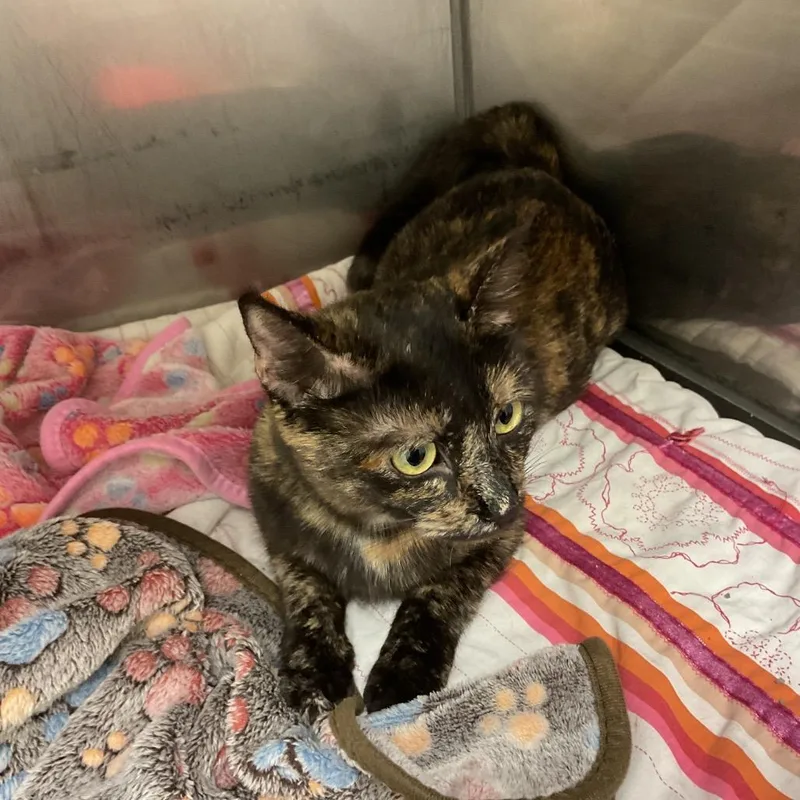 A young medium-sized female Tortoiseshell Domestic Short Hair cat named Erin for adoption in Monroe, LA