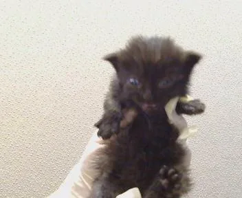 A baby small-sized male Domestic Medium Hair cat named Lenox for adoption in Sacramento, CA
