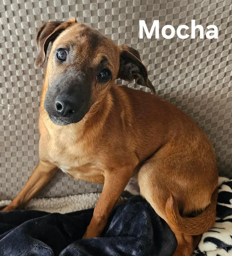 Mocha