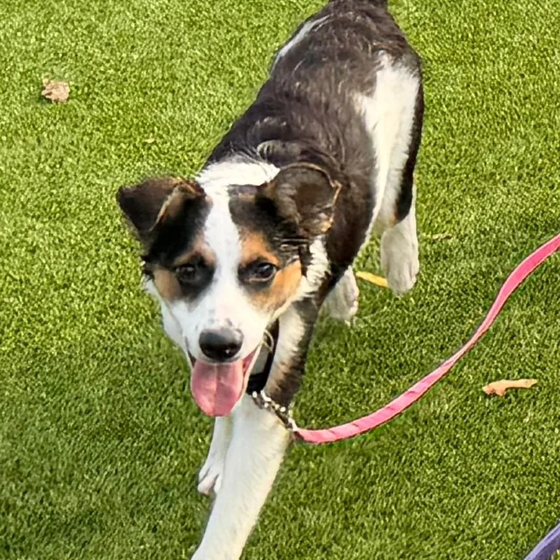 A baby small-sized male White / Cream Mixed Breed dog named Jiffy for adoption in Hampton Bays, NY