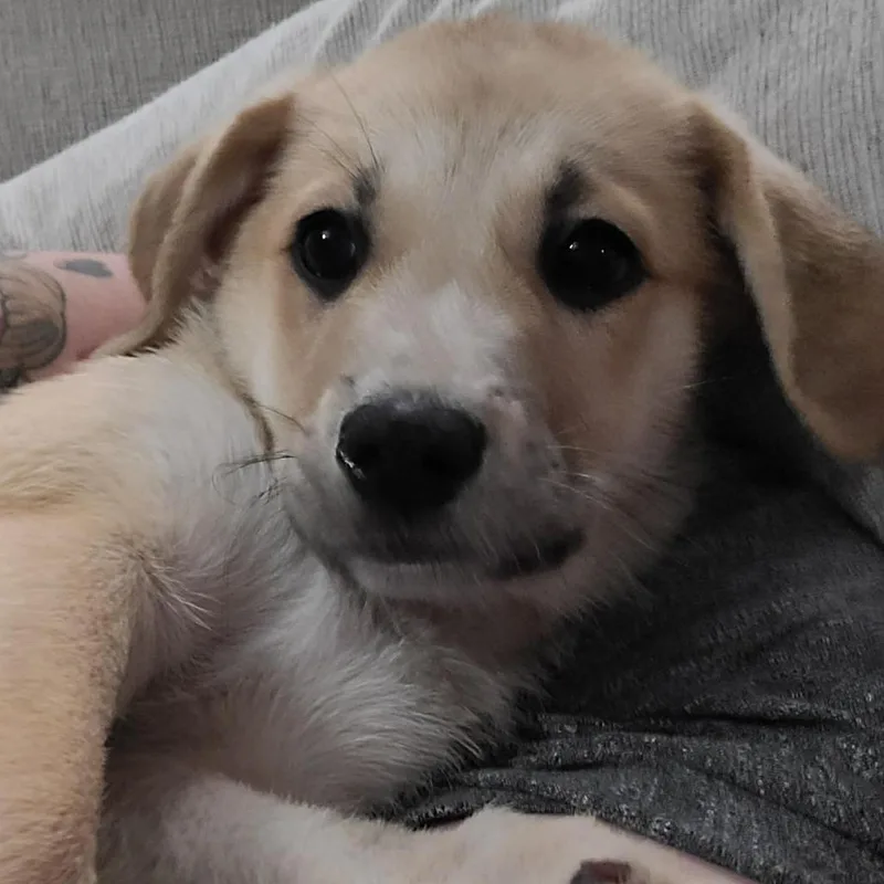 Poppy