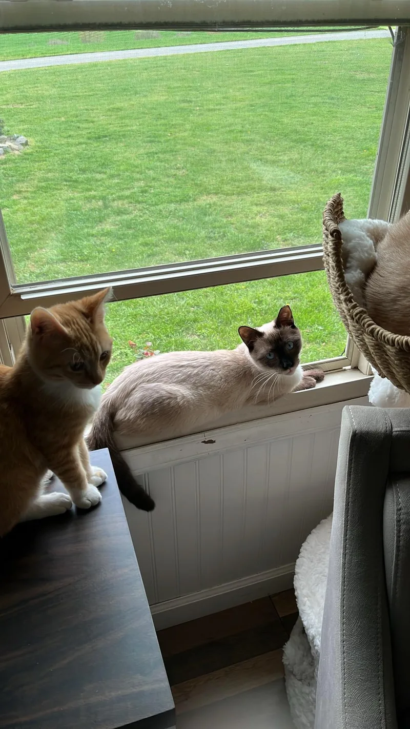 A young medium-sized male Chocolate Point Siamese cat named Neo And Geo for adoption in Charlotte, NC