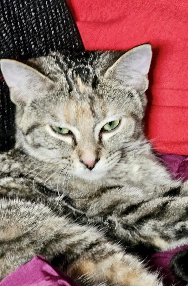 Orion Bonded Pair thumbnail 3