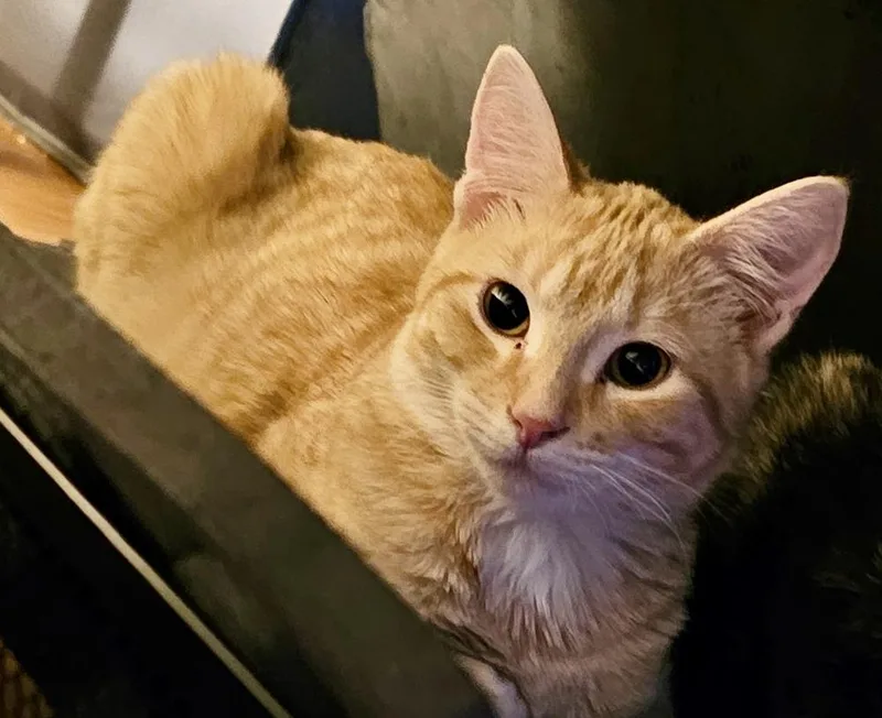 Orion Bonded Pair thumbnail 4